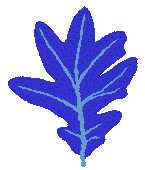 blue oak leaf